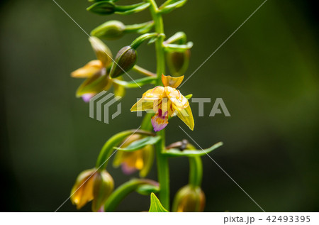 カキラン(柿蘭) カキラン(柿蘭) 42493395