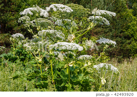 Cow parsnip blooms in summer Cow parsnip blooms in summer 42493920