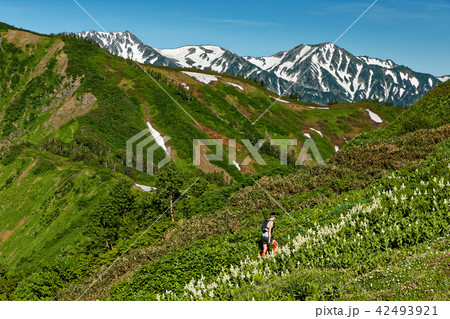 北アルプス・種池山荘付近のコバイケイソウ群落と立山連峰 北アルプス・種池山荘付近のコバイケイソウ群落と立山連峰 42493921