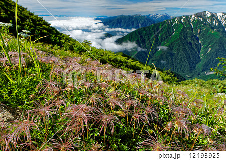 北アルプス・爺ヶ岳のチングルマの果穂と蓮華岳・槍穂高遠望 北アルプス・爺ヶ岳のチングルマの果穂と蓮華岳・槍穂高遠望 42493925
