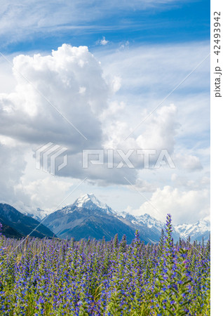 アオラキのルビナス 42493942