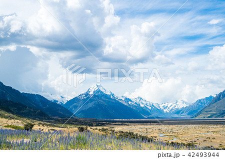 アオラキのルビナス アオラキのルビナス 42493944