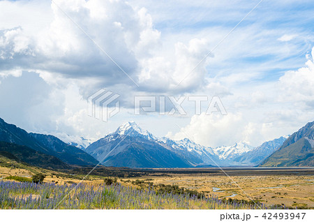 アオラキのルビナス 42493947