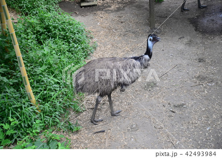 エミュー 42493984