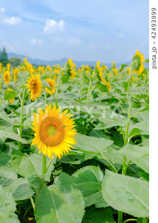 向日葵 （津南ひまわり広場） 42493999