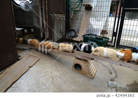 モルモットキャラバン 42494365