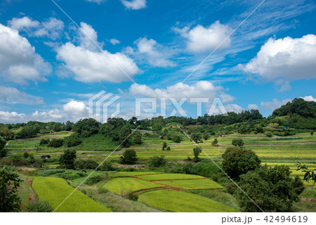 奈良県　明日香の棚田　初秋の里山　彼岸花と田んぼ 42494619