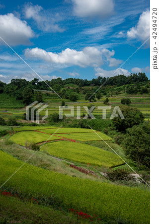 奈良県　明日香の棚田　初秋の里山　彼岸花と田んぼ 42494720