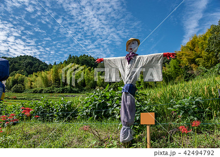 奈良県　明日香　初秋の里山　彼岸花と田んぼ　案山子ロード 42494792