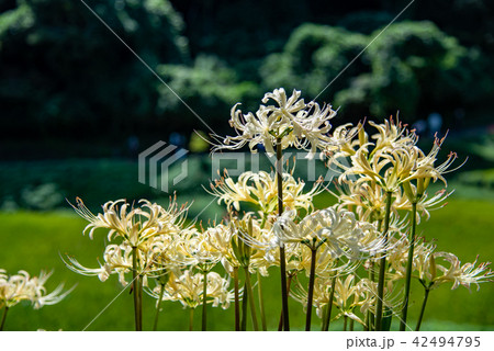奈良県　明日香　白い彼岸花 42494795