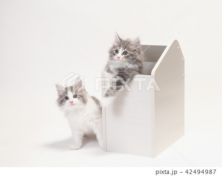 2匹のノルウェージァンフォレストキァットの仔猫 2匹のノルウェージァンフォレストキァットの仔猫 42494987