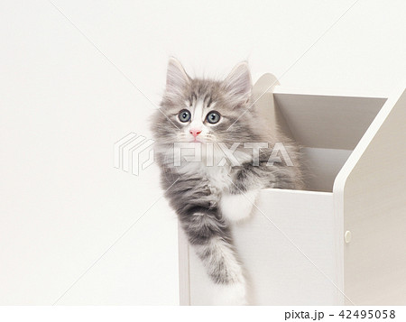 箱に入ったノルウェージァンフォレストキァットの仔猫 42495058
