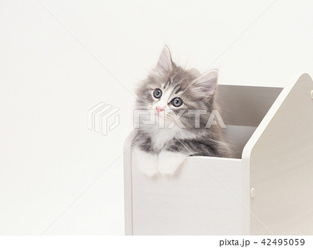 箱に入ったノルウェージァンフォレストキァットの仔猫 42495059