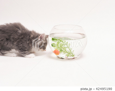子猫と金魚 子猫と金魚 42495190