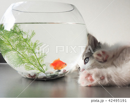 子猫と金魚 42495191