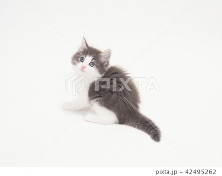 振り向いたノルウェージァンフォレストキァットの仔猫 振り向いたノルウェージァンフォレストキァットの仔猫 42495262