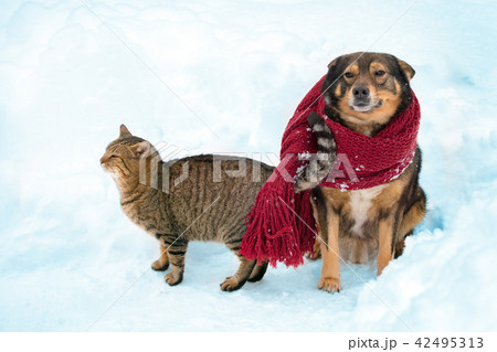 Portrait of a dog and cat outdoor in snowy winter 42495313