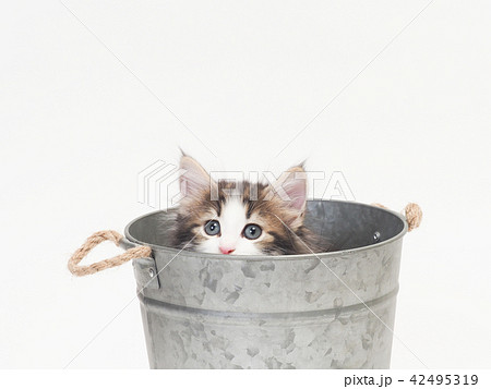 鉢カバーに入ったノルウェージァンフォレストキァットの仔猫 42495319