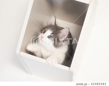 箱に入ったノルウェージァンフォレストキァットの仔猫 42495491