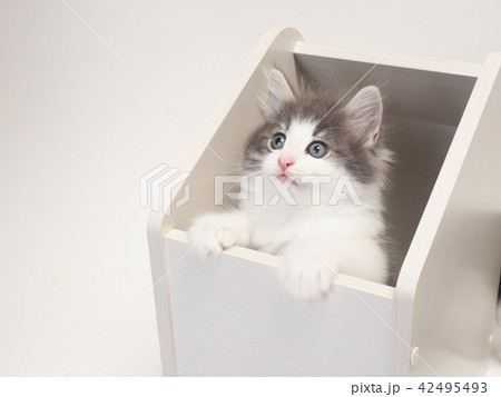 箱に入ったノルウェージァンフォレストキァットの仔猫 箱に入ったノルウェージァンフォレストキァットの仔猫 42495493
