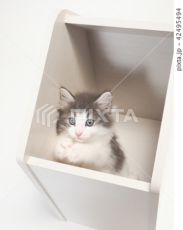 箱に入ったノルウェージァンフォレストキァットの仔猫 箱に入ったノルウェージァンフォレストキァットの仔猫 42495494