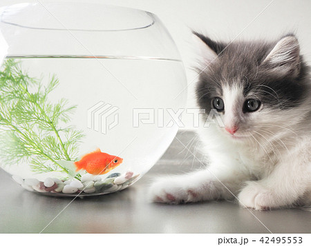 見つめ合う猫と金魚