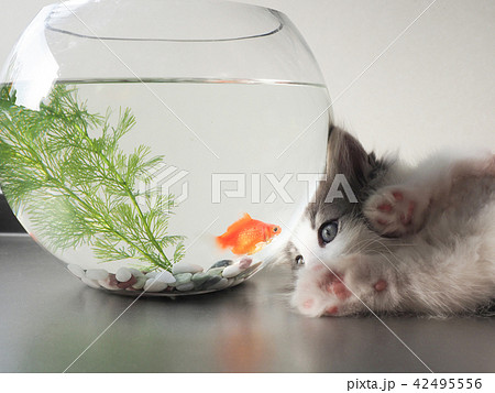 子猫と金魚 42495556