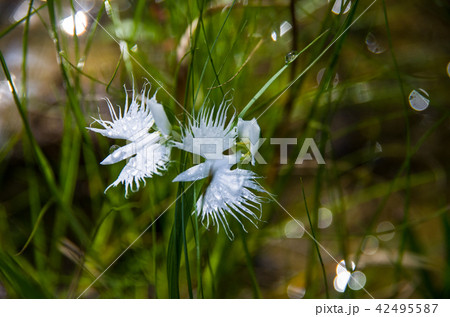 サギソウ（鷺草） 42495587