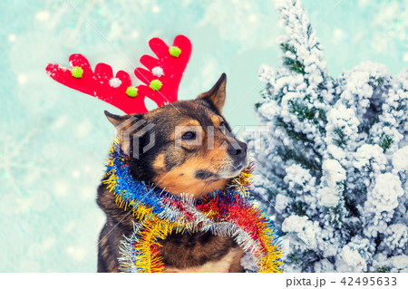 Portrait of a dog wearing deer horn 42495633