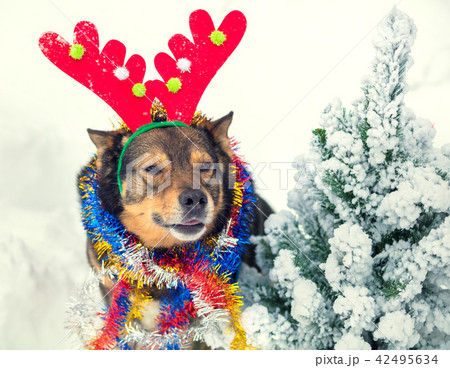 Portrait of a dog wearing deer horn 42495634