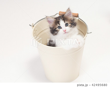 バケツに入ったノルウェージァンフォレストキァットの仔猫 42495680