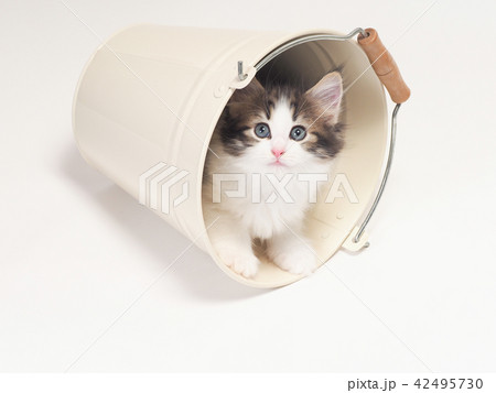 倒れたバケツに入ったノルウェージァンフォレストキァットの仔猫 倒れたバケツに入ったノルウェージァンフォレストキァットの仔猫 42495730