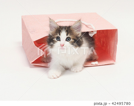 ピンクの紙袋から顔を出すノルウェージァンフォレストキァットの仔猫 42495780