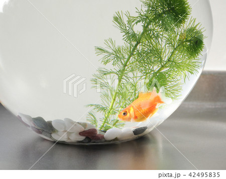 金魚鉢に入った金魚 金魚鉢に入った金魚 42495835