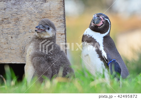 フンボルトペンギンの赤ちゃんの写真素材