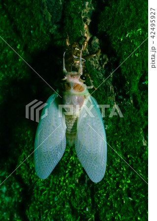羽化した蝉 42495927
