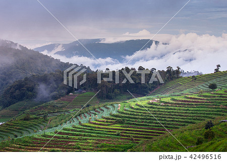 Rice terrace in Misty Rice terrace in Misty 42496516