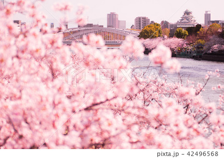 桜満開の大阪 42496568