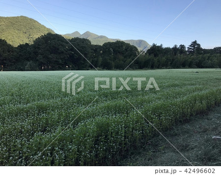 群馬県 ソバの花畑の写真素材