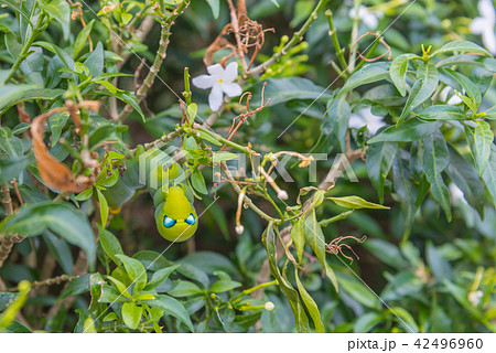 green worm on tree leaf. 42496960