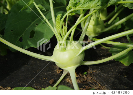 畑のコールラビ 42497290