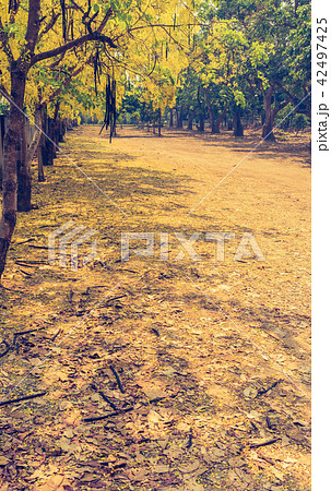 golden shower flower trees day time. golden shower flower trees day time. 42497425