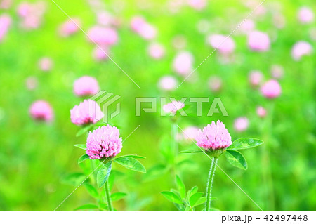 可憐なピンクの花 42497448