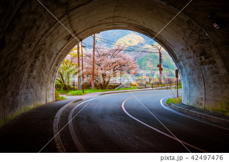 sakura tree at the end of tunnel. 42497476