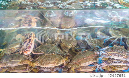 blue swimming crabs in glass tank. 42497651
