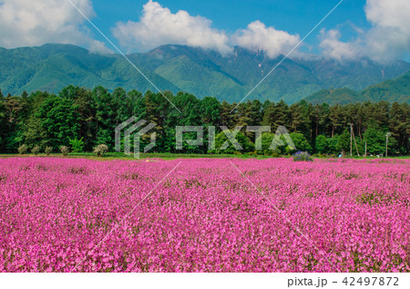 フクロナデシコ 42497872