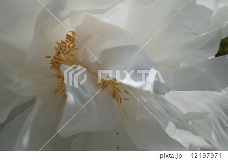 芍薬 芍薬 42497974