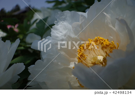 芍薬 芍薬 42498134