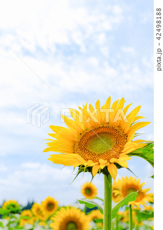 向日葵 （津南ひまわり広場） 42498188