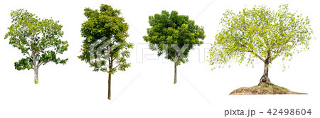 asia tropical neem tree green on white background 42498604